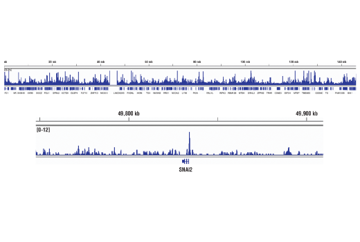 Chromatin Immunoprecipitation Image 2: FoxA1/HNF3α (D7P9B) Rabbit mAb