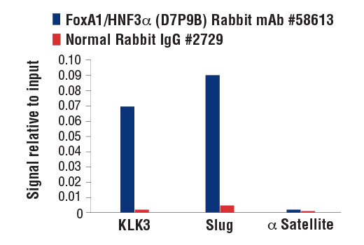 Chromatin Immunoprecipitation Image 3: FoxA1/HNF3α (D7P9B) Rabbit mAb