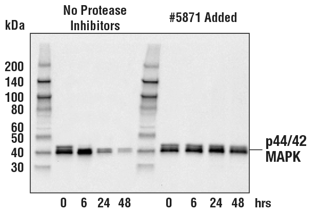 Western Blotting Image 1: Protease Inhibitor Cocktail (100X)