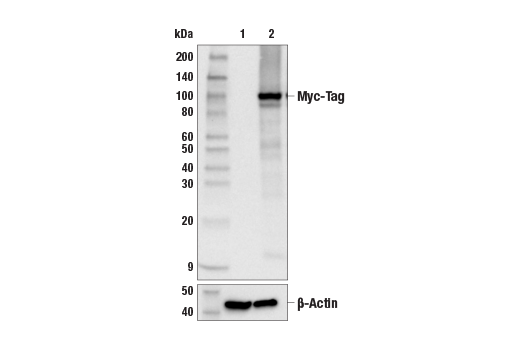 Western Blotting Image 1: Myc-Tag (9B11) Mouse mAb (BSA and Azide Free)