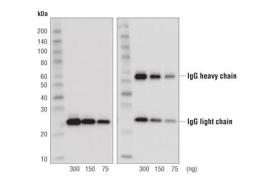 Western Blotting Image 2: Rabbit Anti-Mouse IgG (Light Chain Specific) (D3V2A) mAb (HRP Conjugate)