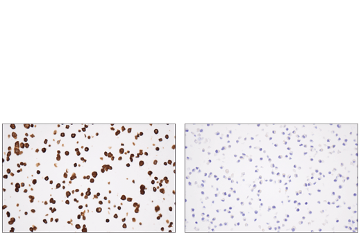  Image 21: Functional Neuron Marker Antibody Sampler Kit