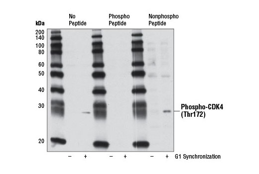Western Blotting Image 2: Phospho-CDK4 (Thr172) Antibody