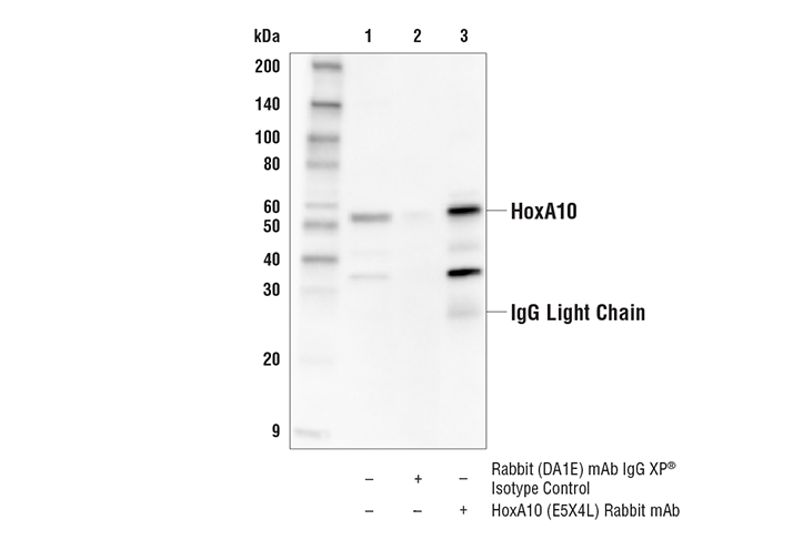 Immunoprecipitation Image 1: HoxA10 (E5X4L) Rabbit mAb