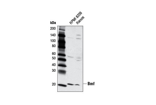 Western Blotting Image 1: Bmf (G81) Antibody