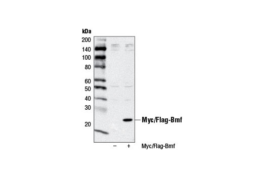 Western Blotting Image 2: Bmf (G81) Antibody