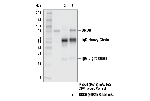 Image 14: Non-Canonical BAF Complex Antibody Sampler Kit