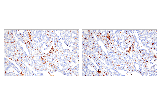 Immunohistochemistry Image 2: Iba1/AIF-1 (E5N4J) Mouse mAb (IHC Formulated)