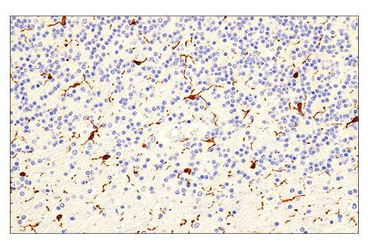 Immunohistochemistry Image 4: Iba1/AIF-1 (E5N4J) Mouse mAb (IHC Formulated)