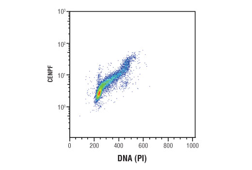 Flow Cytometry Image 1: CENP-F (D6X4L) Rabbit mAb