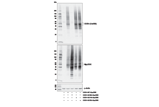 Western Blotting Image 1: Phospho-CXCR4 (Ser339) Antibody