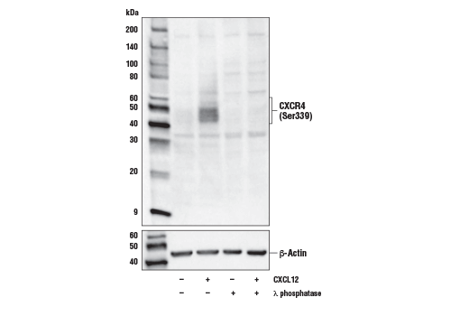 Western Blotting Image 2: Phospho-CXCR4 (Ser339) Antibody