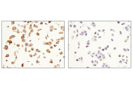 Immunohistochemistry Image 2: OX40L (D6K7R) Rabbit mAb (IHC Specific)