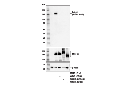 Western Blotting Image 1: FnCpf1/Cas12a (Strain U112) Antibody