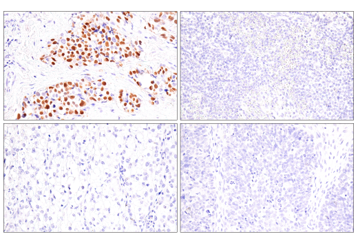 Immunohistochemistry Image 2: Myogenin (LO26) Mouse mAb