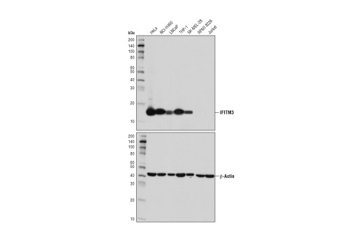  Image 10: Host Cell Viral Restriction Factor Antibody Sampler Kit