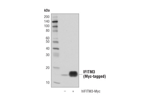 Image 17: Host Cell Viral Restriction Factor Antibody Sampler Kit
