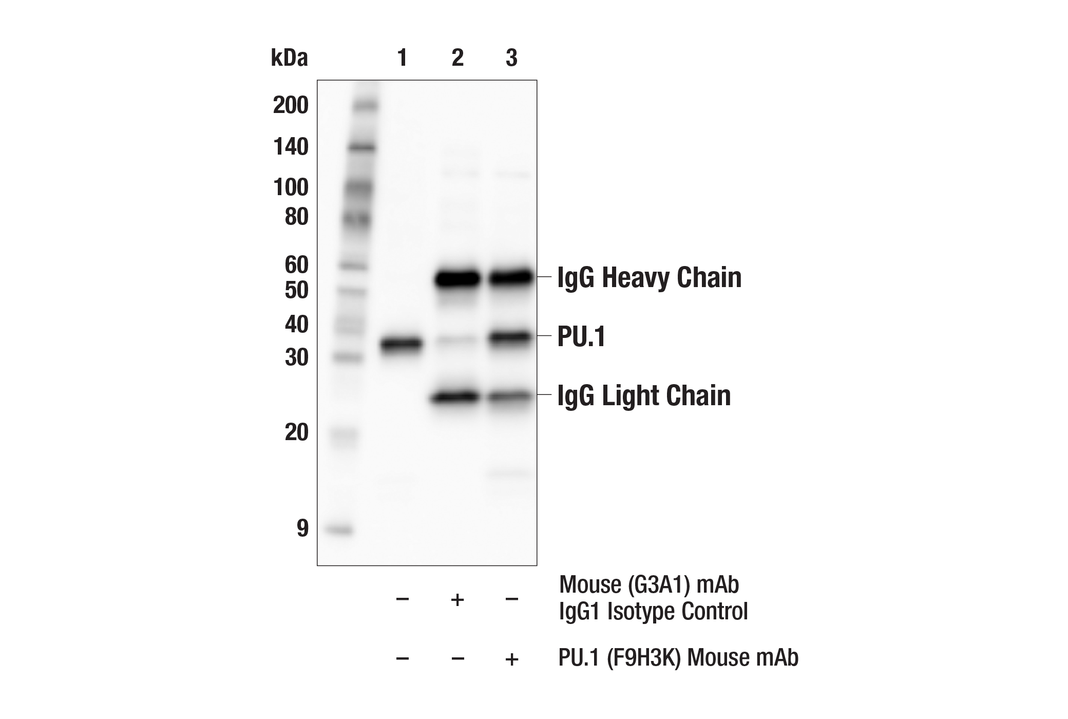 Immunoprecipitation Image 1: PU.1 (F9H3K) Mouse mAb