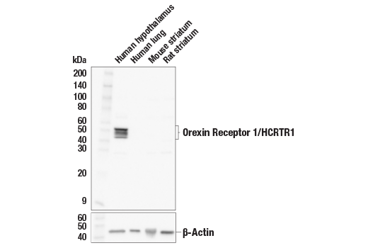 Western Blotting Image 1: Orexin Receptor 1/HCRTR1 (E5Q8B) Rabbit mAb