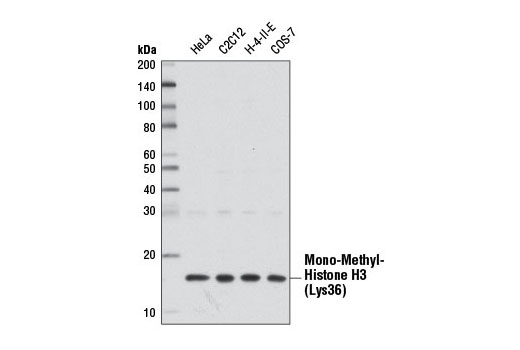 Western Blotting Image 2: Mono-Methyl-Histone H3 (Lys36) Antibody