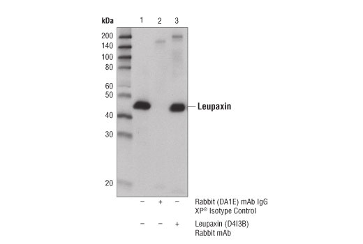 Immunoprecipitation Image 1: Leupaxin (D4I3B) Rabbit mAb