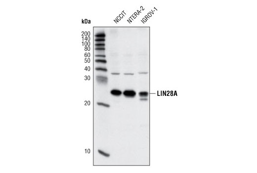 Western Blotting Image 1: LIN28A (6D1F9) Mouse mAb
