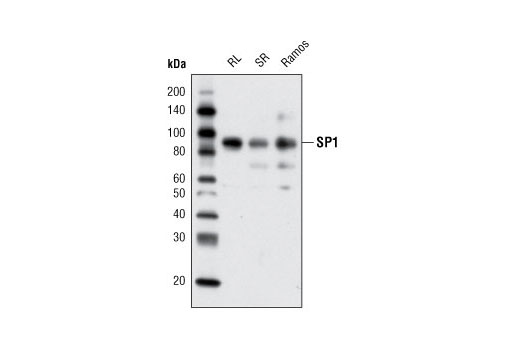 Western Blotting Image 1: SP1 Antibody