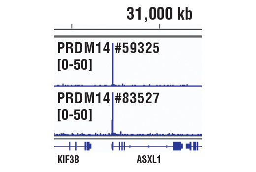Chromatin Immunoprecipitation Image 1: PRDM14 (E2J8Q) Rabbit mAb