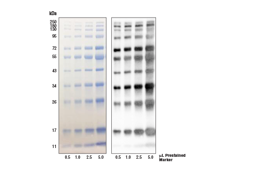  Image 1: Blue Prestained Protein Marker, Broad Range (11-250 kDa)