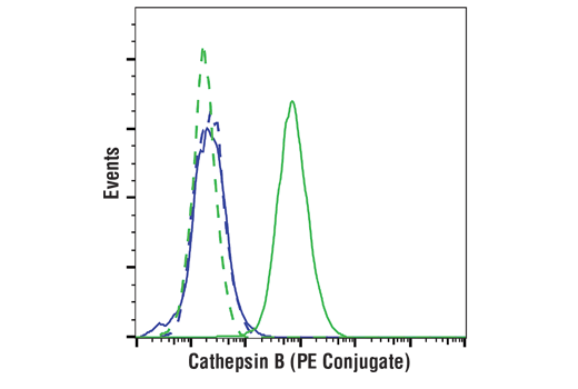 Flow Cytometry Image 1: Cathepsin B (D1C7Y) XP® Rabbit mAb (PE Conjugate)