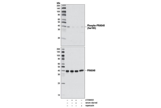 Western Blotting Image 1: Phospho-PRAS40 (Ser183) Antibody