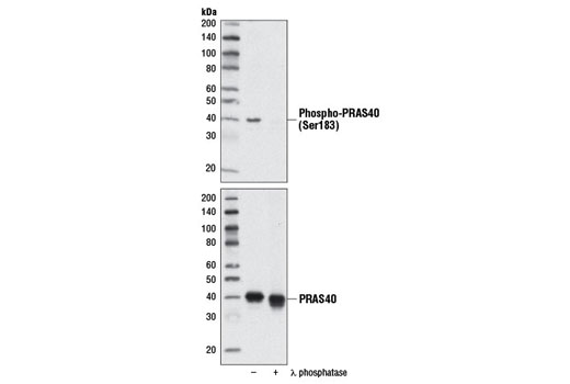 Western Blotting Image 2: Phospho-PRAS40 (Ser183) Antibody
