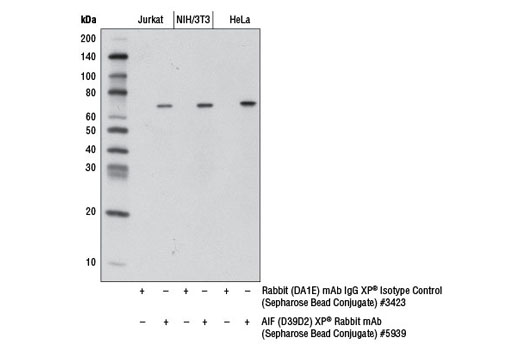 Immunoprecipitation Image 1: AIF (D39D2) XP® Rabbit mAb (Sepharose® Bead Conjugate)