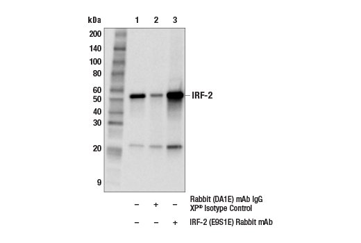 Immunoprecipitation Image 1: IRF-2 (E9S1E) Rabbit mAb