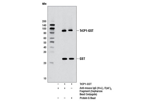 Immunoprecipitation Image 1: Anti-mouse IgG (H+L), F(ab')2 Fragment (Sepharose® Bead Conjugate)