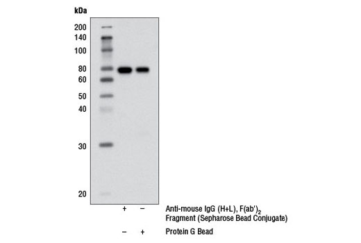 Immunoprecipitation Image 2: Anti-mouse IgG (H+L), F(ab')2 Fragment (Sepharose® Bead Conjugate)