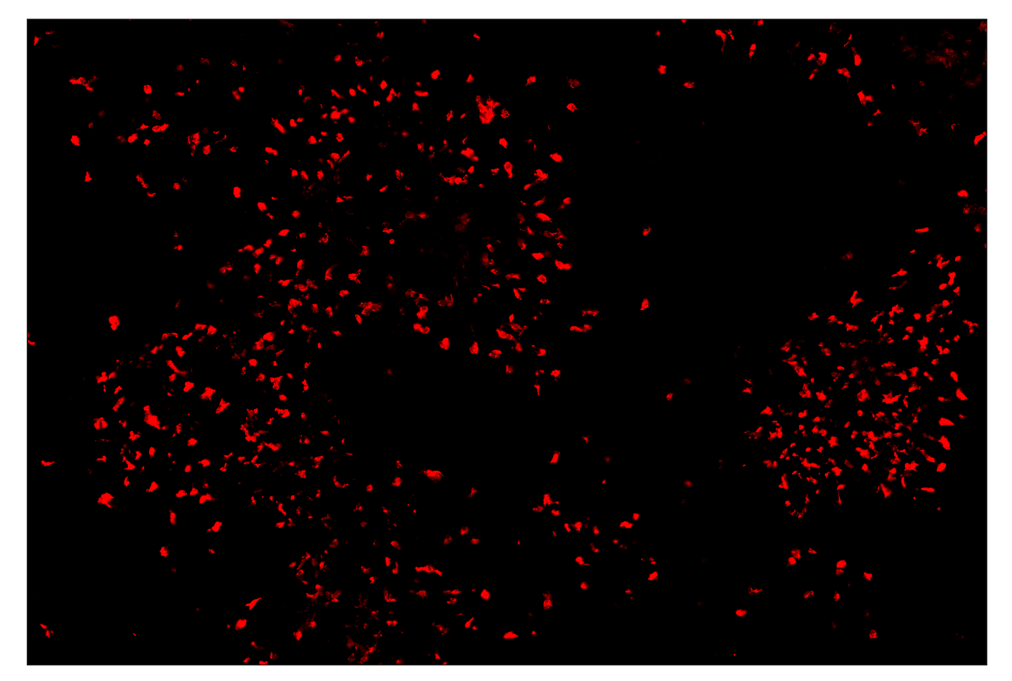 Immunohistochemistry Image 3: Arginase-1 (D4E3M) & CO-0075-488 SignalStar™ Oligo-Antibody Pair