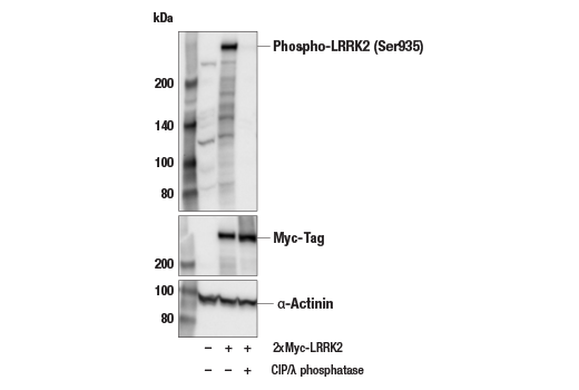 Western Blotting Image 1: Phospho-LRRK2 (Ser935) Antibody