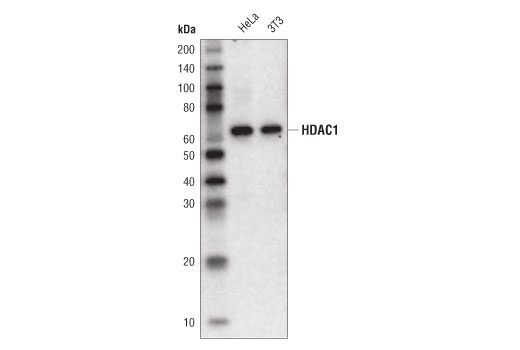 Western Blotting Image 1: HDAC1 (10E2) Mouse mAb (HRP Conjugate)
