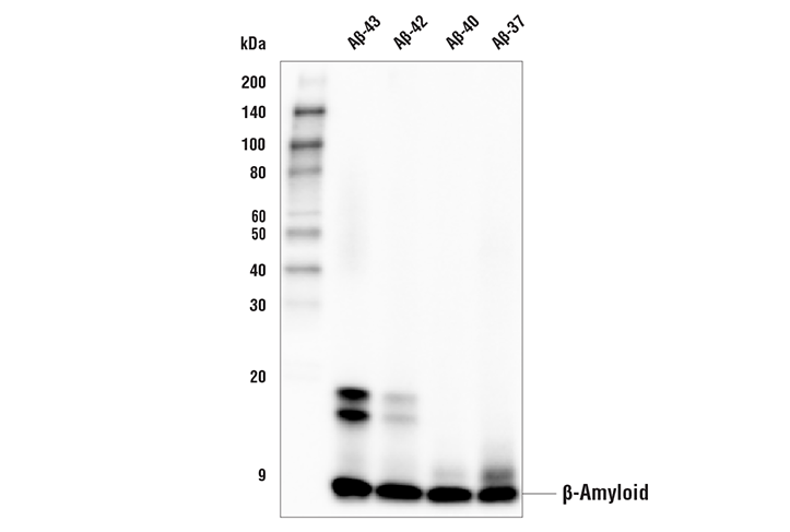 Western Blotting Image 1: β-Amyloid (E3B4I) Rabbit mAb