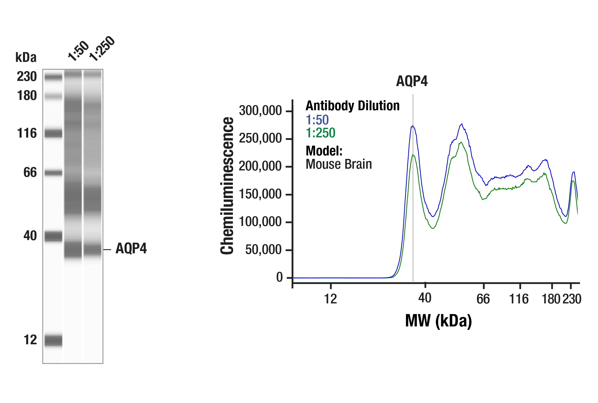 Western Blotting Image 2: AQP4 (D1F8E) XP® Rabbit mAb