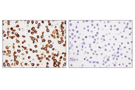 Immunohistochemistry Image 5: CD79B (D7V2F) Rabbit mAb (BSA and Azide Free)