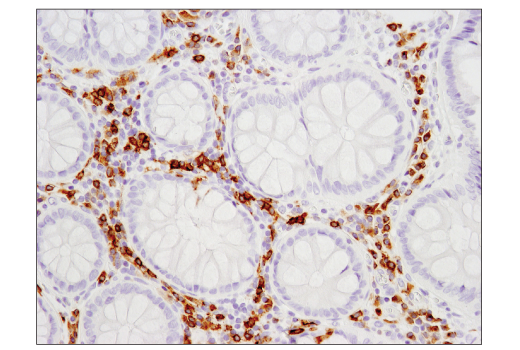 Immunohistochemistry Image 3: CD79B (D7V2F) Rabbit mAb (BSA and Azide Free)
