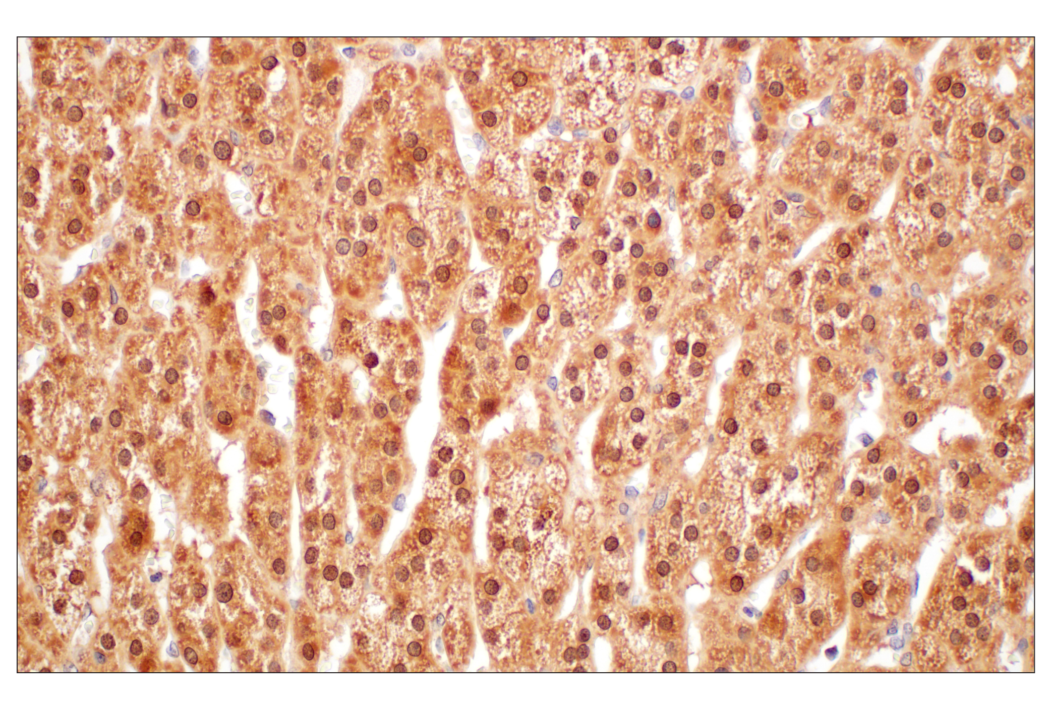 Immunohistochemistry Image 10: GPX4 (E5Y8K) Rabbit mAb