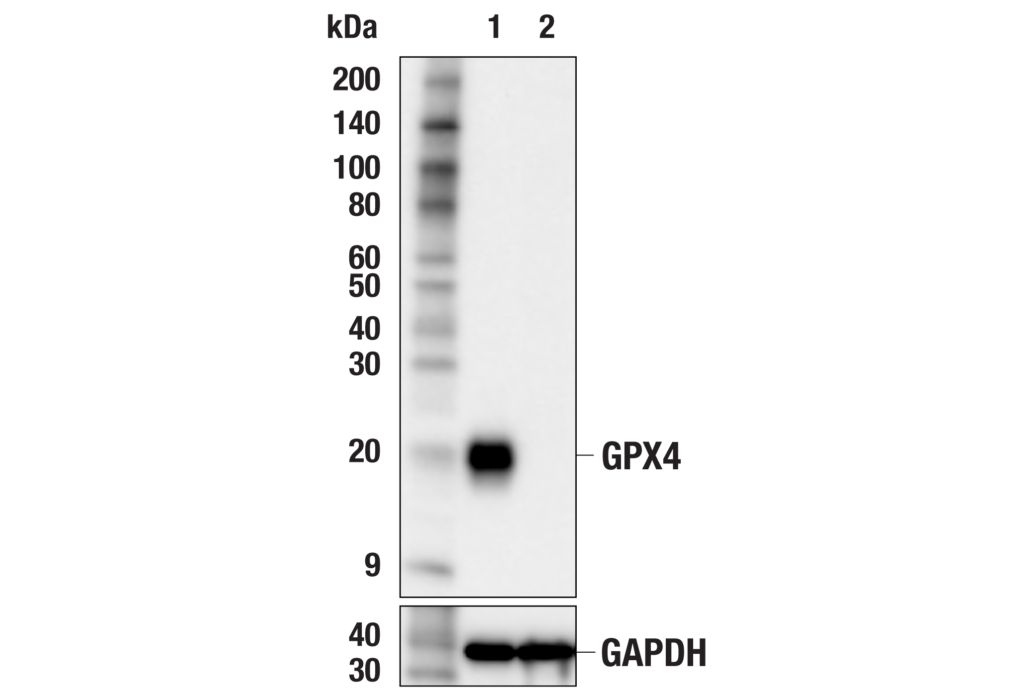  Image 3: Glutathione Metabolism/Ferroptosis Antibody Sampler Kit