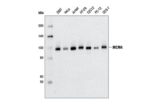 Western Blotting Image 1: MCM4 (D3H6N) XP® Rabbit mAb (BSA and Azide Free)