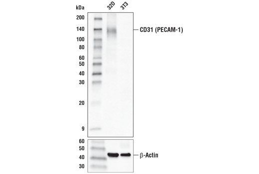 Western Blotting Image 1: CD31 (PECAM-1) (D8V9E) XP® Rabbit mAb (HRP Conjugate)