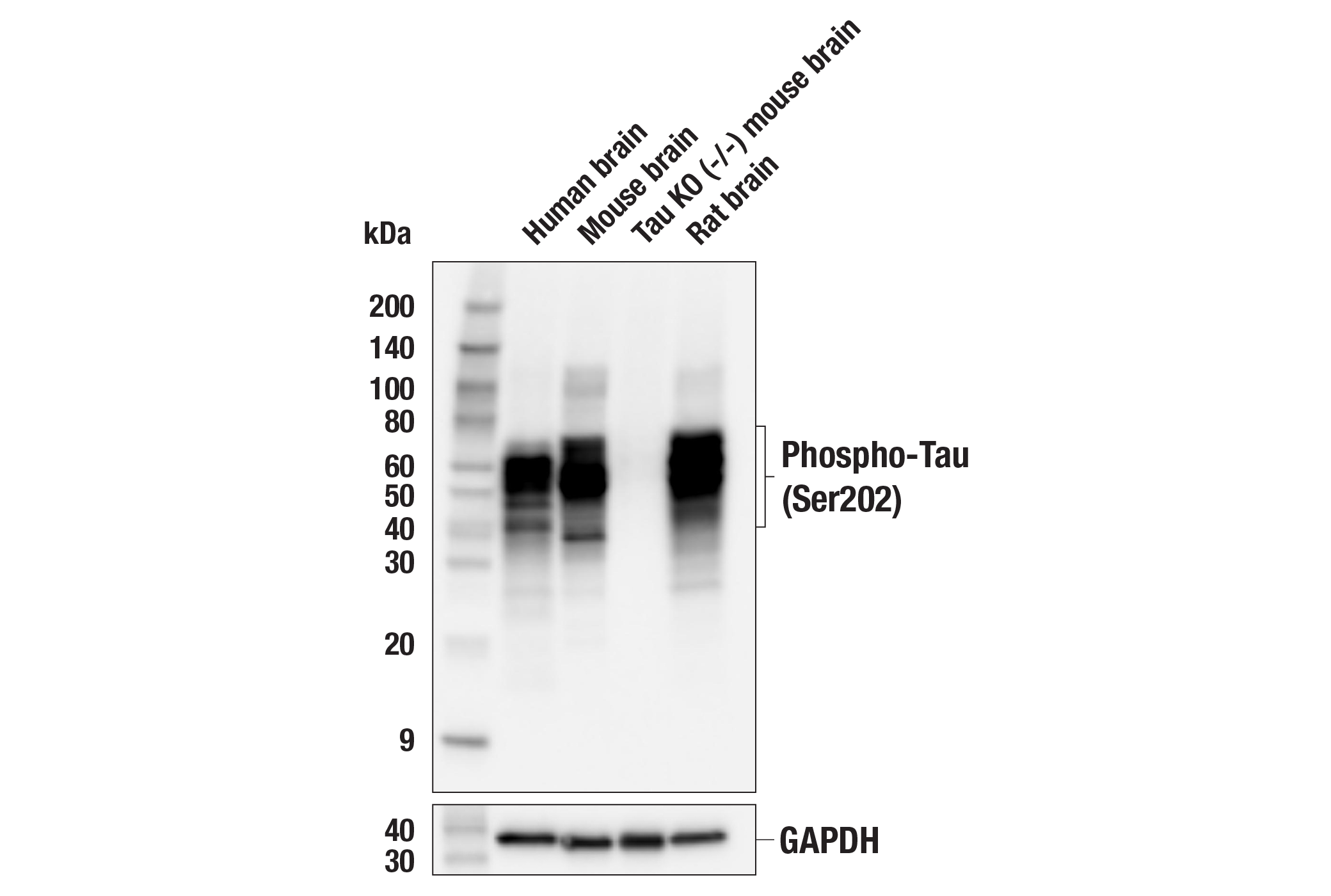 Western Blotting Image 1: Phospho-Tau (Ser202) (F2A2F) Rabbit mAb