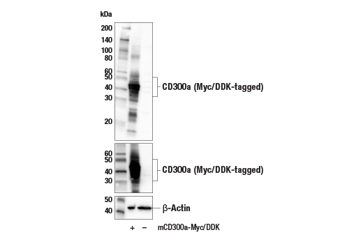 Western Blotting Image 2: CD300a Antibody