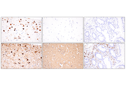 Immunohistochemistry Image 2: Tau (GT-38) Mouse mAb (BSA and Azide Free)